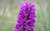 In the one of the most isolated and exposed parts of Northern England, we have a few rare gems such as the northern marsh orchid.